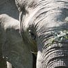 Olifant close up van Marianne van den Bogaerdt
