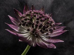 große Sterndolde in „dampfendem Licht“ (Blume)