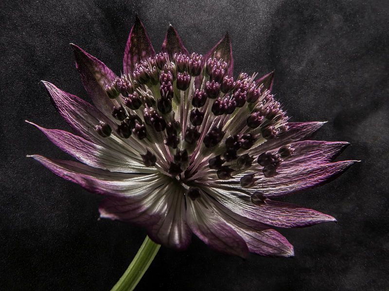 Flower in &quot;steaming light&quot; by Marjolijn van den Berg