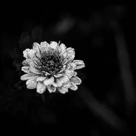 Die Schönheit der Natur - Eine zauberhafte Blumenblüte von Dietmar Meinhardt