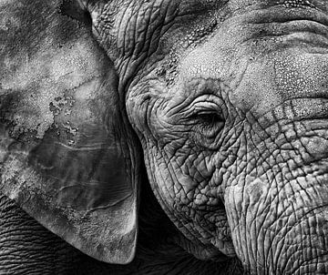 Elefantenhaut, Helena Garcia von 1x