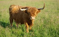 Scottish Highland Cattle by Norbert Sülzner thumbnail