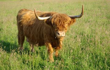 Scottish Highland Cattle by Norbert Sülzner