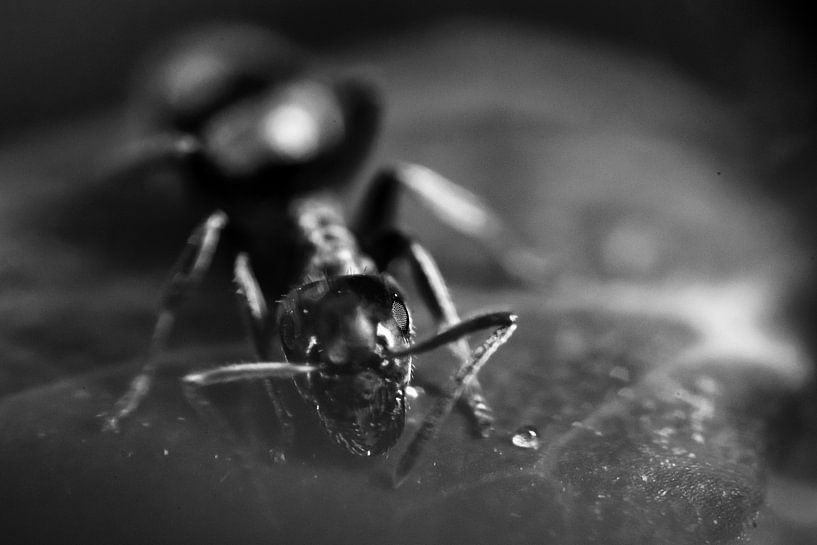 Gemier van Erwin van Eekhout