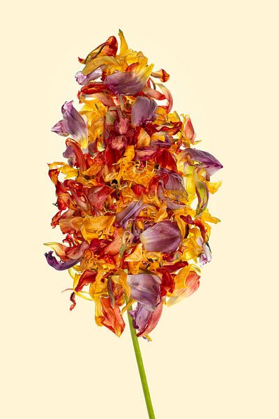 Ein Strauß Tulpen in einer Blume von Klaartje Majoor