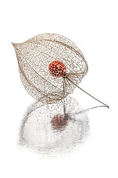 Een minimalistisch natuurlijk stilleven