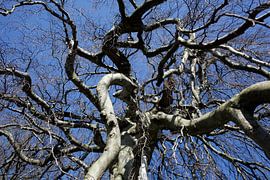 Kahler Baum mit Ästen im Winter, Deutschland