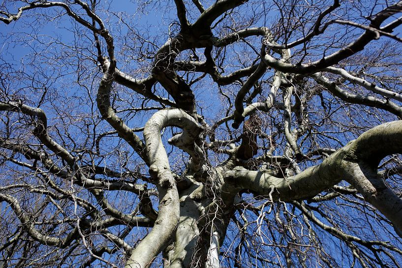 Kahler Baum mit Ästen im Winter, Deutschland von Torsten Krüger