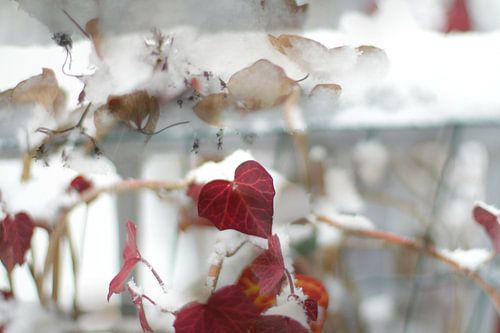 Wintertuin Valentijn dag