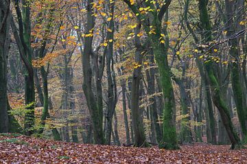 Herfst in het bos van Barbara Brolsma