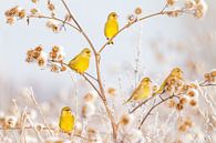 Vogels | Groenlingen in de sneeuw van Servan Ott thumbnail