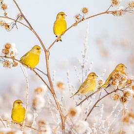 Vogels | Groenlingen in de sneeuw van Servan Ott
