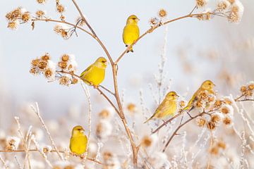 Oiseaux | Greenlings dans la neige sur Servan Ott