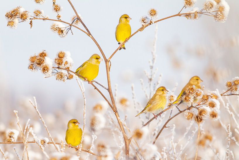 Vogels | Groenlingen in de sneeuw van Servan Ott