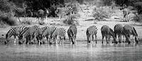Zebra's drinking in a row