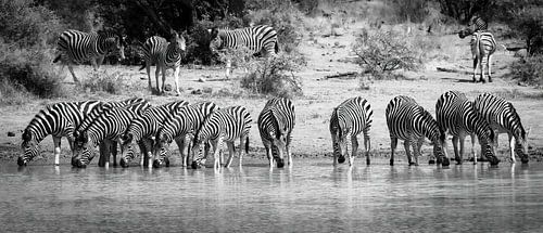 Zebra's drinking in a row