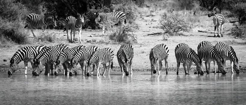 Zebra&#039;s drinking in a row by Stephan Tamminga