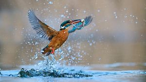 Eisvogel – Wie eine Tänzerin