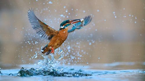 Eisvogel – Wie eine Tänzerin