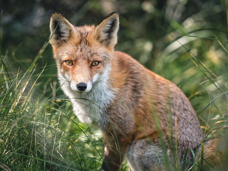 Fox regarde droit dans la caméra par Jolanda Aalbers