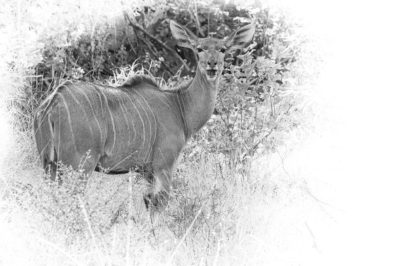 Kudu antilope in Zuid-Afrika. van Gunter Nuyts