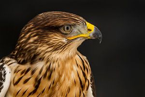 Bird of prey