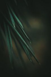 Close-up pine needles by Jan
