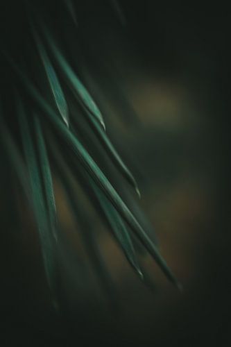 Close-up dennennaalden