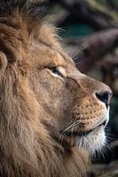 The king of the animal kingdom