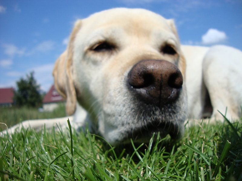 een vermoeide hond in de openlucht. van Thomas Kaltofen