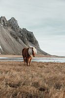 Icelandic horse at Vestrahorn