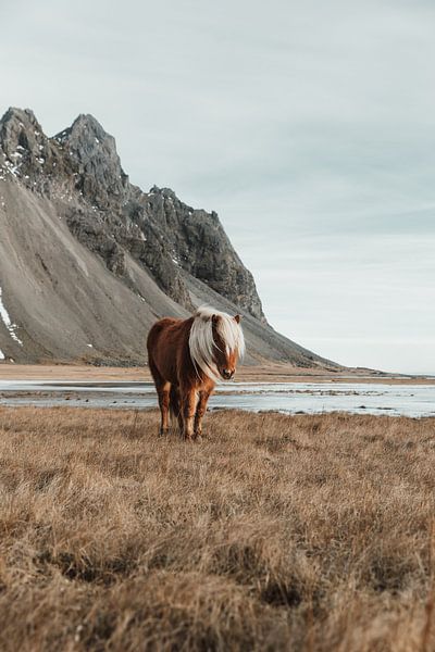 Isländisches Pferd am Vestrahorn von Jeanine Verbraak