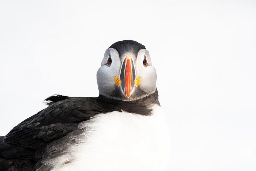 Portrait d'un macareux par Luuk Belgers