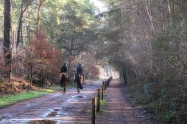 Im Galopp von jacky weckx