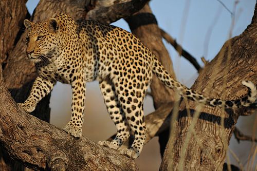 Lopend luipaard in boom