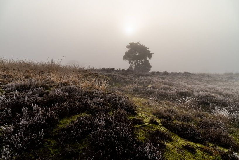 Enchanteresse Mystique : Lever de soleil magique dans les Engbertsdijkervenen par Remco Ditmar