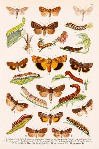 Kleurenplaat met vlinders in oranje en bruine tinten