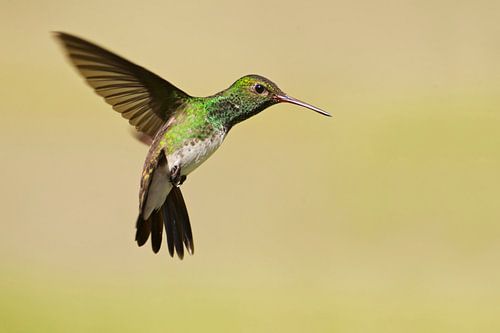 Franjeamazilia in vlucht, Brazilië 