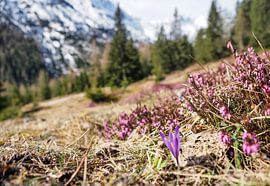 Spring-like mountain landscape in the Wetterstein mountains with green meadows and striking peaks. by Miriam Schwarzfischer Fotografie