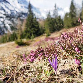 Spring-like mountain landscape in the Wetterstein mountains with green meadows and striking peaks. by Miriam Schwarzfischer Fotografie