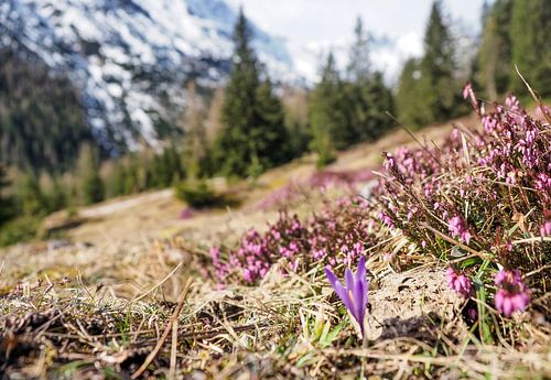 Lenteachtig berglandschap in het Wettersteingebergte met groene weiden en opvallende bergtoppen.