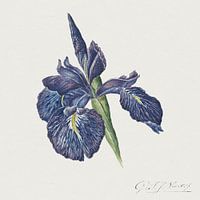Georgius Jacobus Johannes van Os -  Iris