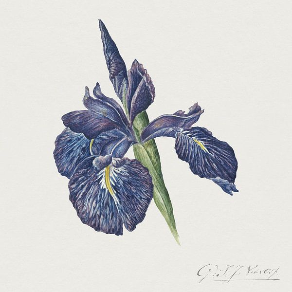 Georgius Jacobus Johannes van Os - Iris par Creativity Building