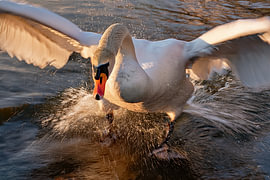 Action « Cygne » n° 5
