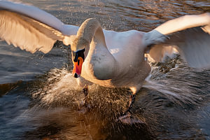 Schwan-Aktion 5
