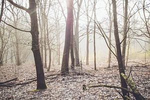 forêt dans le matin brumeux sur Lavieren Photography