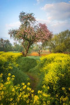 Lentedroom met bloesem en koolzaad van Moetwil en van Dijk - Fotografie