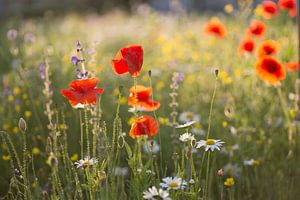 En été (champ de coquelicots, de camomille et d'autres fleurs sauvages au soleil du soir)