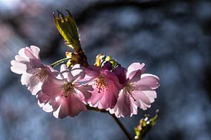 Kirschblüte von Kurt Krause