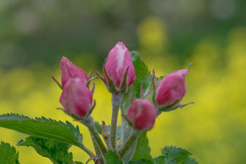 close up van de roze bloesem van een appelboom van Patrick Verhoef